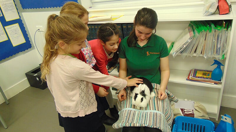 Sacks Morasha pupils meeting animals during the Wild Science visit
